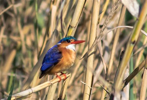 Vernon Chalmers Photography: Malachite Kingfisher in Flight - Woodbridge Island, Cape Town