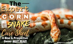 Corn Snake Care Sheet: Diet, Habitat, Tank Setup & More