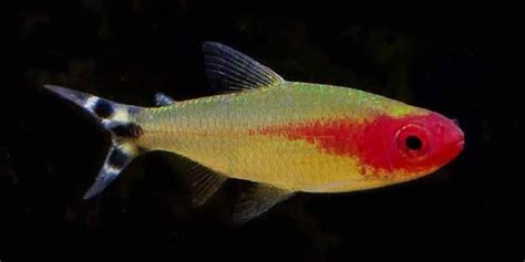 Brilliant Rummynose Tetra – Detailed Guide: Care, Diet, and Breeding ...