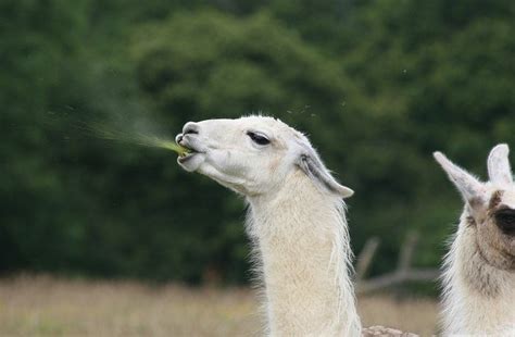 llamas - Yahoo Image Search Results