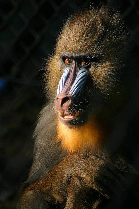 Mandrill – the largest Old World monkey | DinoAnimals.com