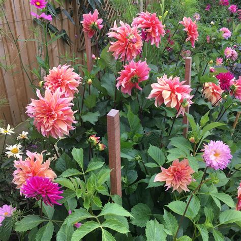 Dahlia Labyrinth. 1.1m tall, strong stems, 20cm flower. | Flowers ...