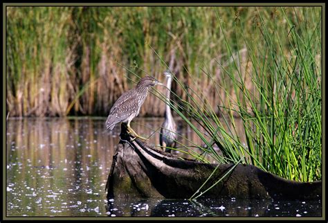 Marshland Birds (10 pics): Pentax SLR Talk Forum: Digital Photography Review