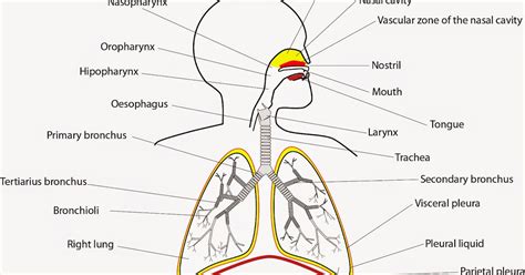 el moderno prometeo: Respiration: Pulmonary Ventilation and Exchange of Gases