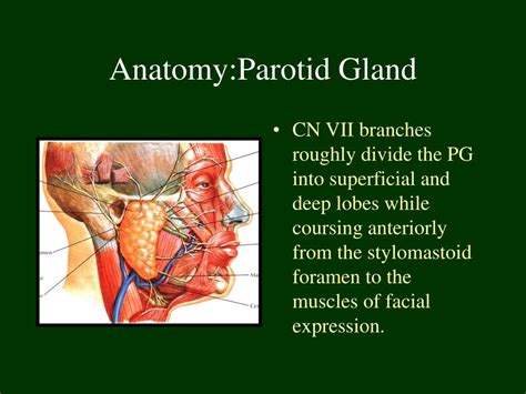 Parotid Salivary Gland Anatomy