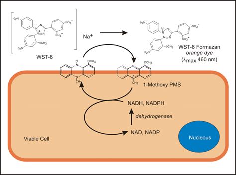 WST-8 Assay Mechanism. | Download Scientific Diagram