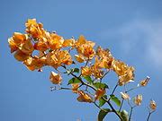 Category:Orange bougainvillea - Wikimedia Commons