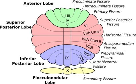 Cerebellum : Anatomy, Location & Function - Anatomy Info