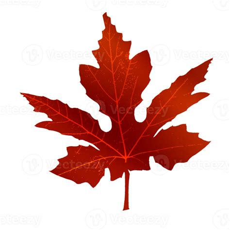 maple leaf shape 24994618 PNG