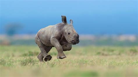 Baby Rhino - backiee