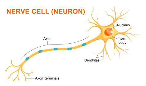 Structure Of A Nerve Cell Nerve Cell Reactive Oxygen Species | Porn Sex Picture