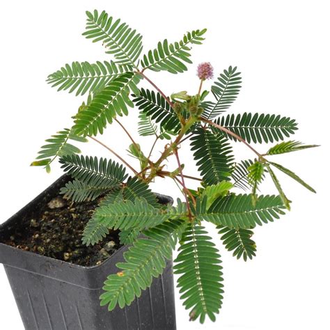 Sensitive Plant Seeds (touch-me-not) - Price €1.35