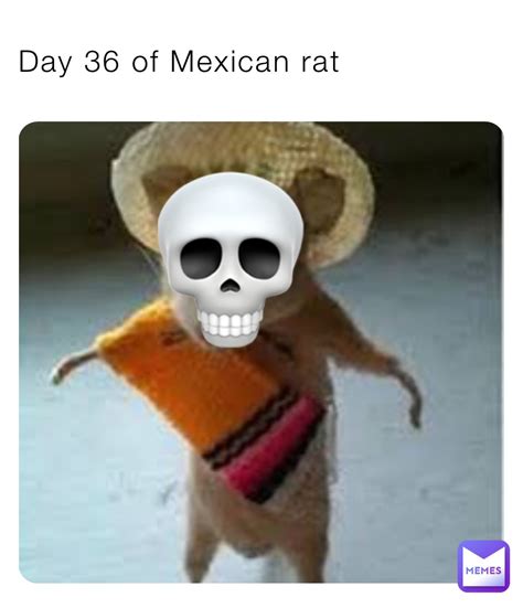 Day 36 of Mexican rat 💀 | @mexican_rat_KING | Memes