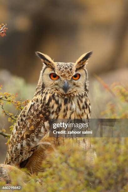 158 Rock Eagle Owl Stock Photos, High-Res Pictures, and Images - Getty Images