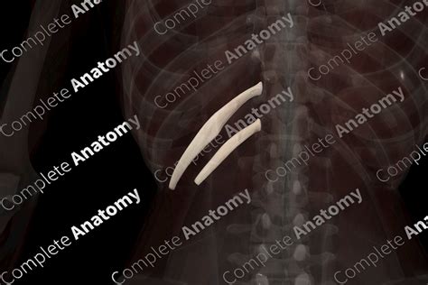 Floating Ribs (Left) | Complete Anatomy