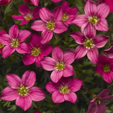 Saxifraga 'Alpino Early Carnival' Saxifrage - Plants4Home