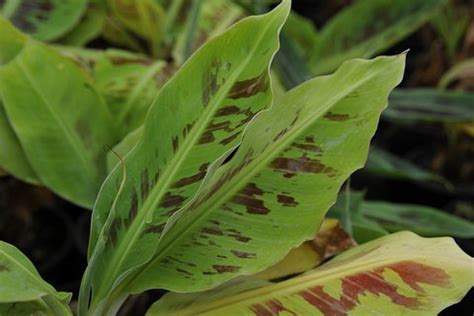 Musa acuminata 'Dwarf Cavendish' | Musa 'Dwarf Cavendish' | Banana ...