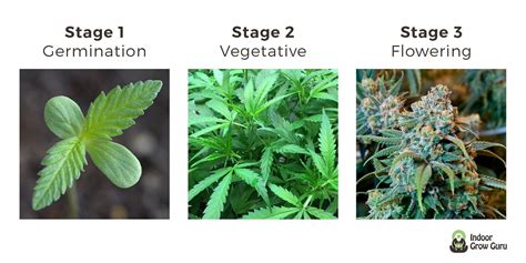 Weed Plant Stages - Indoor Grow Guru | How to G...