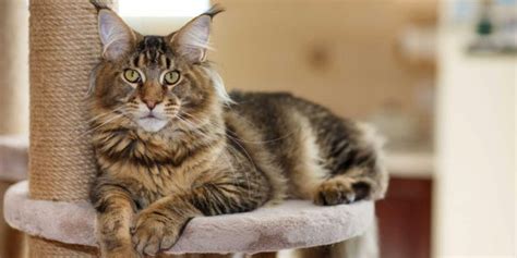 Maine Coon Cat Breed: Size, Appearance & Personality