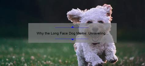 The Hilarious Evolution of the 'Why the Long Face' Dog Meme: A Look ...