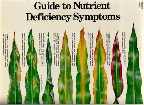 diagnosis - A visual reference to nutrient deficiencies in plants - Gardening & Landscaping ...