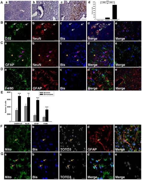 (A) Photomicrographs showing the presence of BrdU-labeled cells ...