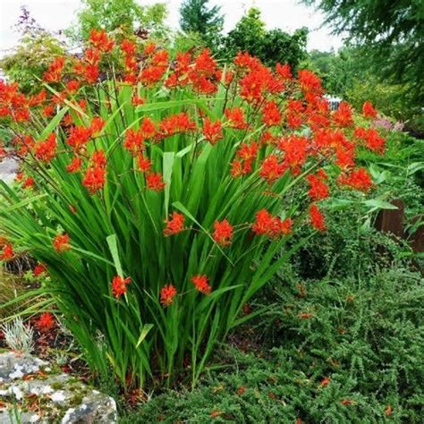 Red Crocosmia Lucifer 50 Seeds | Etsy