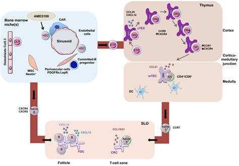 CXCR4 in Central and Peripheral Lymphoid Niches – Physiology, Pathology ...