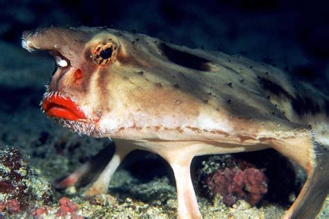 8 Photos of the Ugliest Sea Creatures to Make You Feel Better About Yourself - 8List.ph