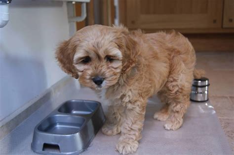 Golden Cocker Retriever, Golden Retriever and Cocker Spaniel Mix ...