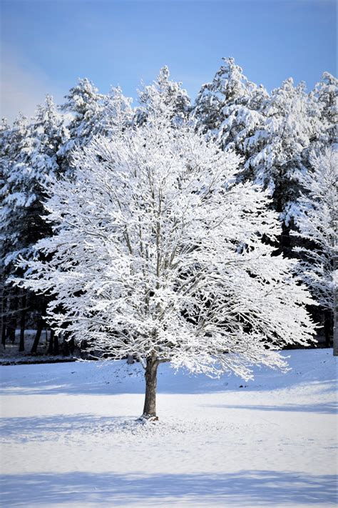 Free Images : tree, nature, branch, blossom, snow, cold, sky, frost ...