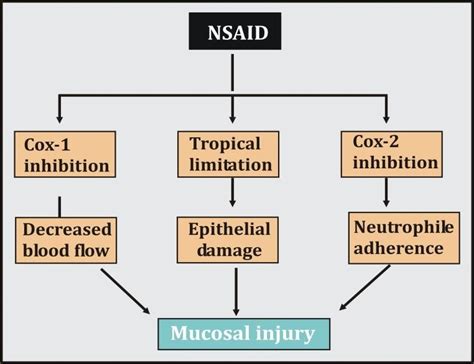 Pathogenesis of NSAIDs induced GI injury. | Download Scientific Diagram