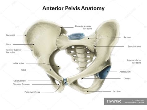 Pelvic Anatomy Posterior View / Pelvis | Pelvis anatomy, Hip anatomy, Medical anatomy - Mri ...