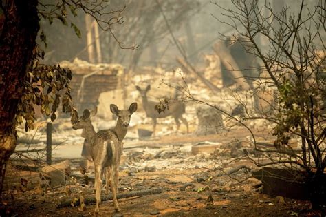 The week in wildlife – in pictures | Animals, Paradise california, California wildfires