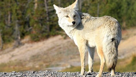 Coyotes In The Grand Canyon | Grand Canyon Destinations