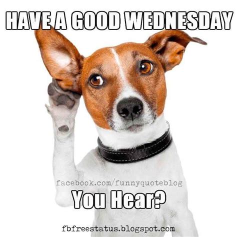 Wednesday Meme Dog