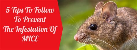 Tips To Prevent A Mice Infestation This Holiday Season