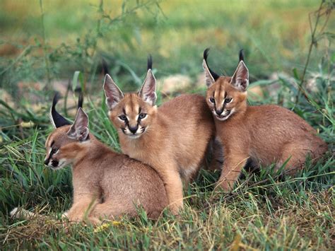 Caracal | Animal Wildlife