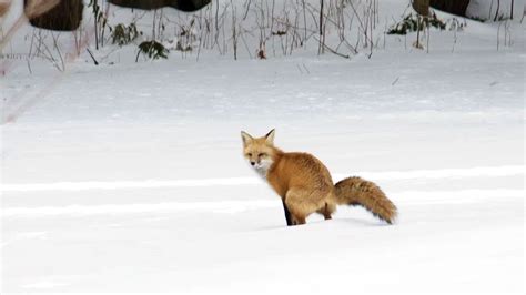 What Does Fox Poop Look Like? (Identify Fox Scat in Your Yard)