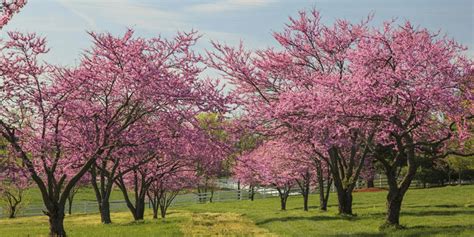 Your Guide To Planting and Caring for Beautiful Redbud Trees