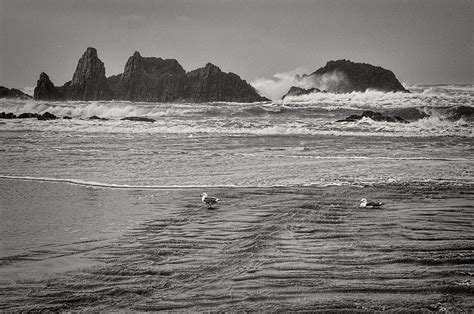 Black and White Seagull on the Beach Photograph by Thomas J Rhodes - Pixels