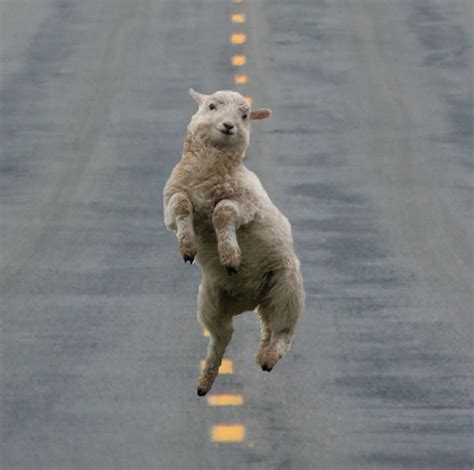 Jumping sheep on road : r/photoshopbattles