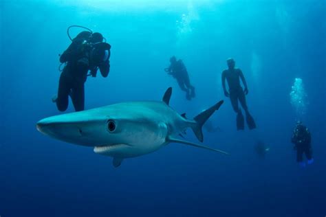 Blue and Mako Shark Diving in Cape Town - Shark Explorers