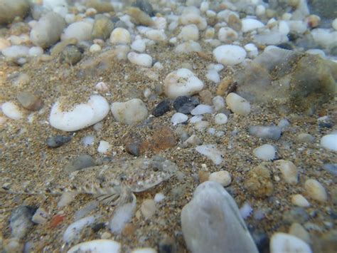 Shell crab in sea floor | Agia Paraskeyi, Evros, Greece | Flickr