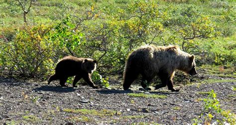 Bears in Denali: What you Need to Know