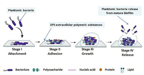 The stages of biofilm formation (created with BioRender.com (accessed... | Download Scientific ...