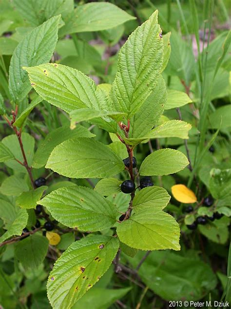 Rhamnus alnifolia (Alder-leaved Buckthorn): Minnesota Wildflowers