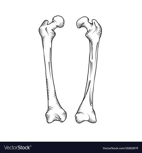 Hand drawn realistic human bones Royalty Free Vector Image