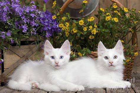 Turkish Angora Kittens Photograph by Jean-Michel Labat