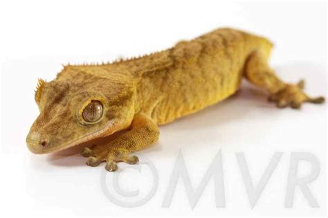 Reptileobsession: Crested Gecko Morphs